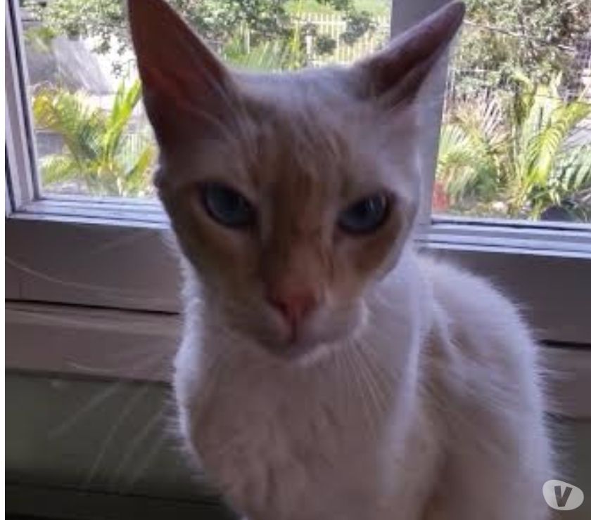 Lindo gato para adoção