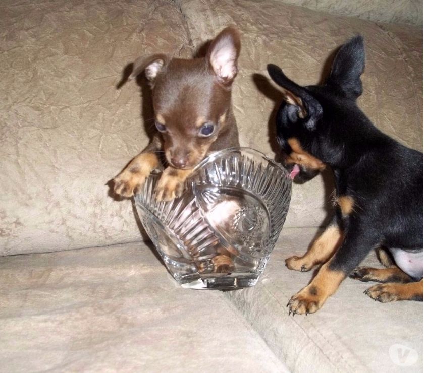 Pinscher Fémeas Mini