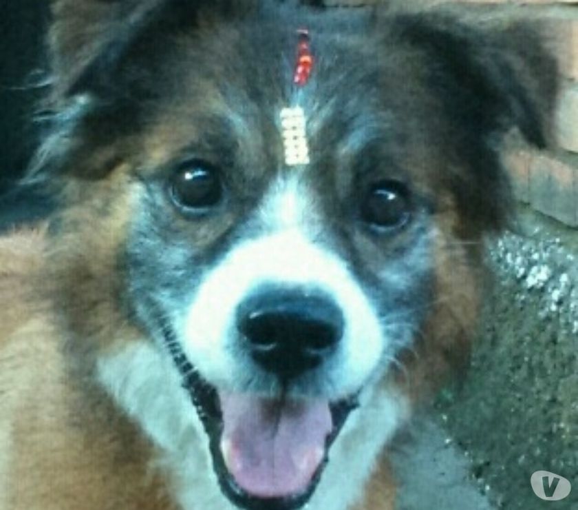 DOA-SE CACHORRO QUERIDO