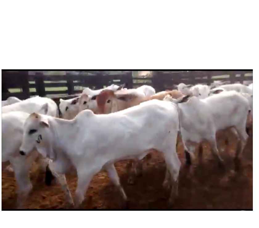 100 Bezerras Nelore de Excelente Qualidade