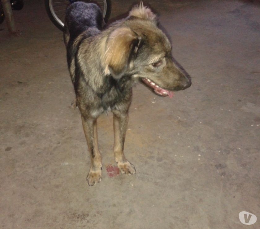 Cachorro macho para adoção - Sorriso