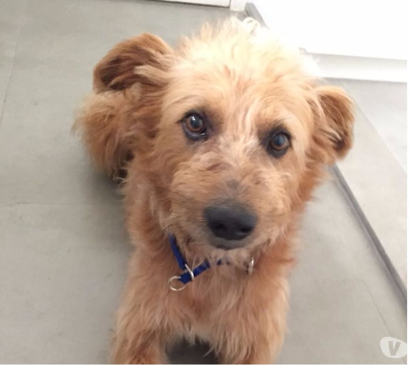 BOB UM LINDO PELUDO CARAMELO AGUARDA LAR RESPONSAVEL