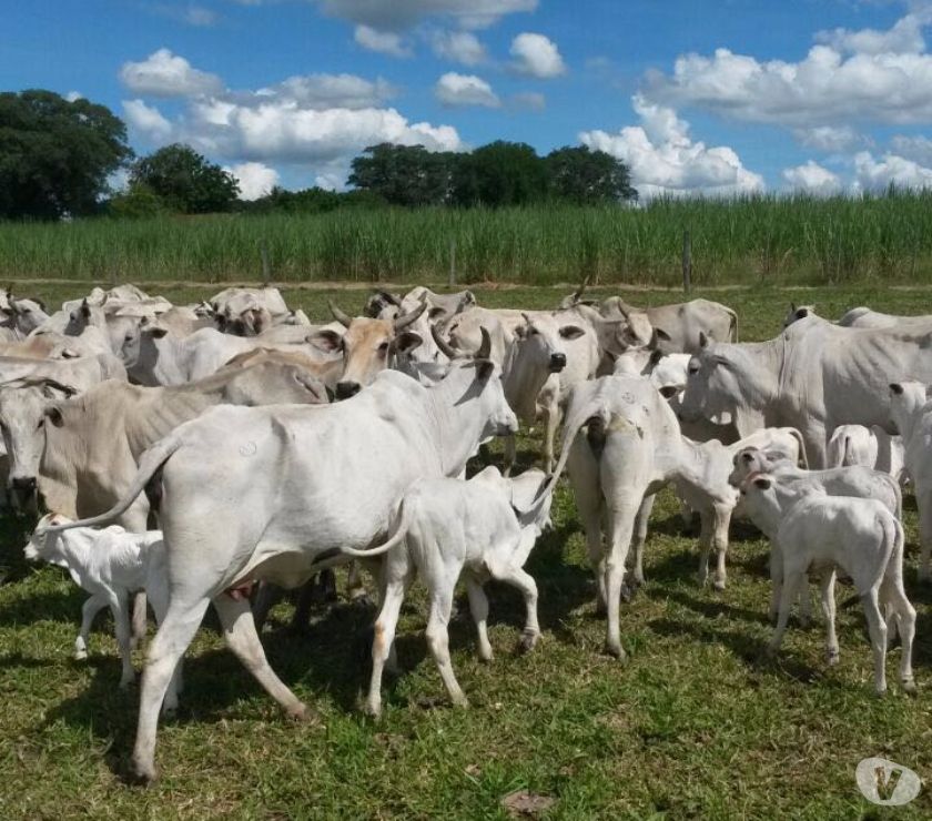 90 Vacas Nelore Paridas