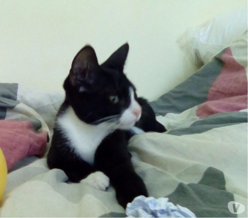 Adote Greg, gatinho frajola