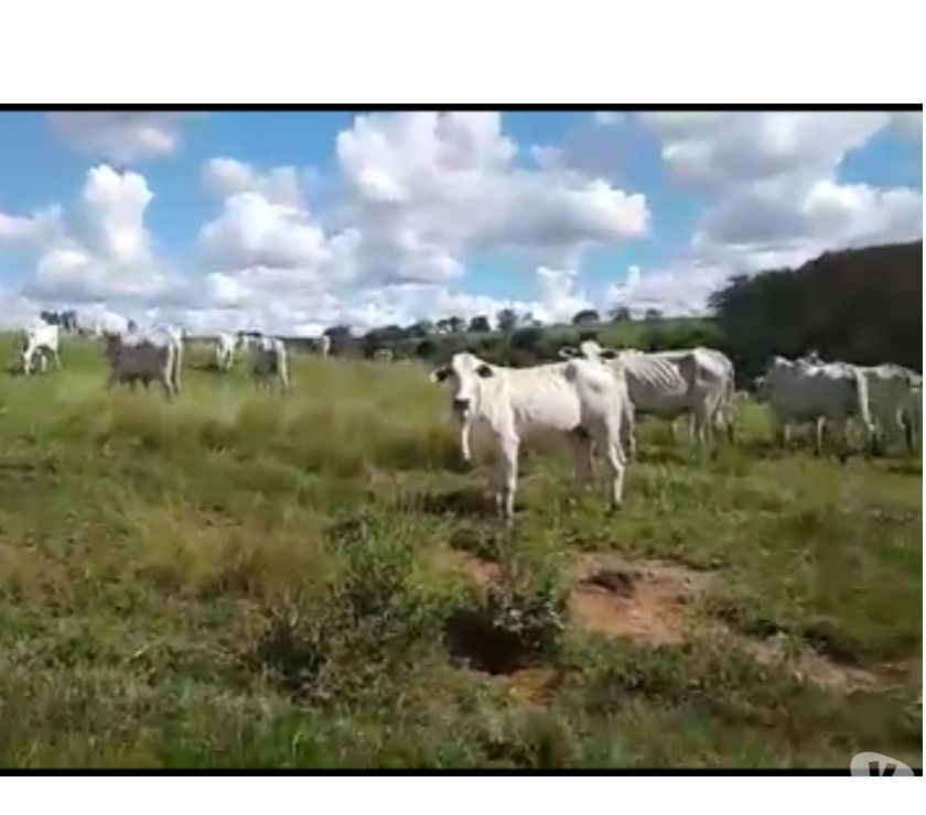 92 Vacas Nelore Paridas