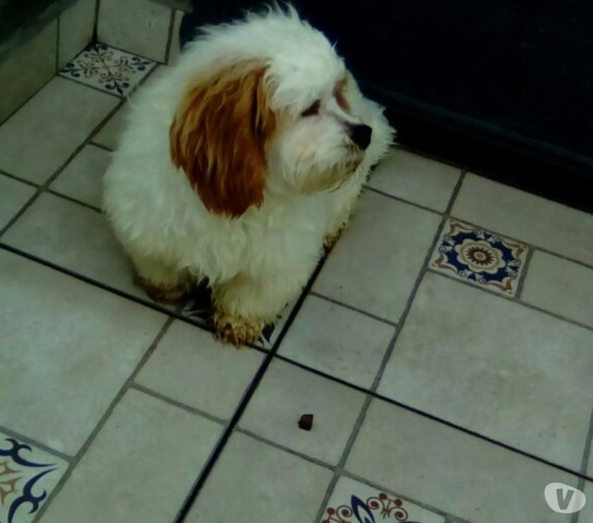 Bernardo: mestiço de LHASA - imperdível!