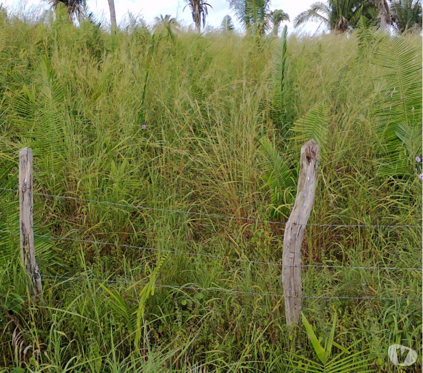 Fazenda para criação de gado e plantio em geral
