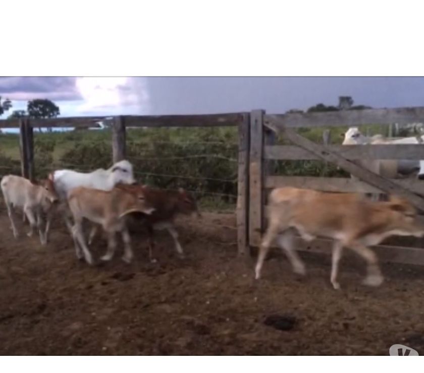 Frete Grátis !!! 70 Vacas Nelore Paridas
