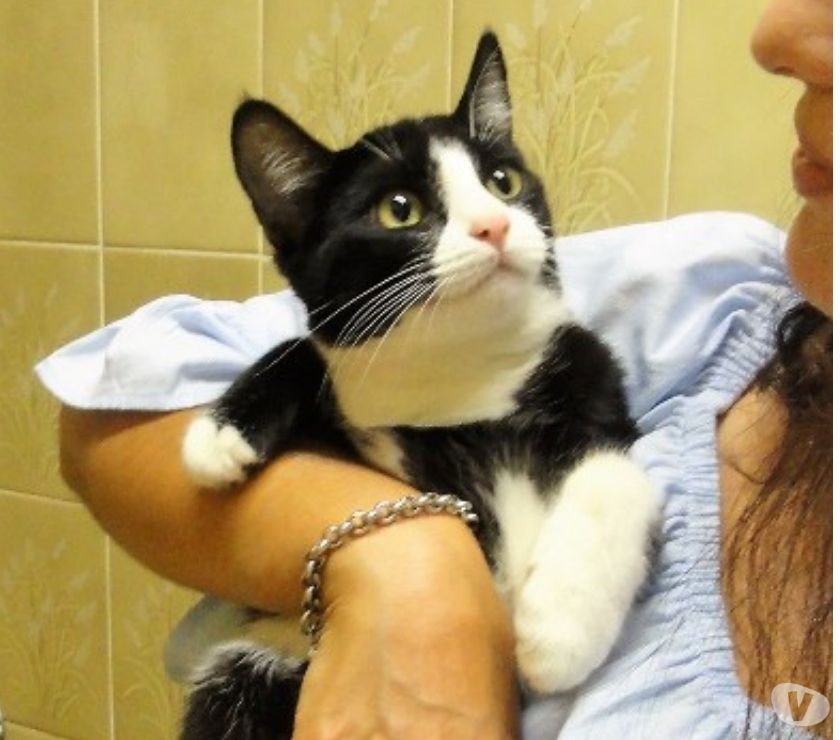 Gatinha para adoção: Deneuve