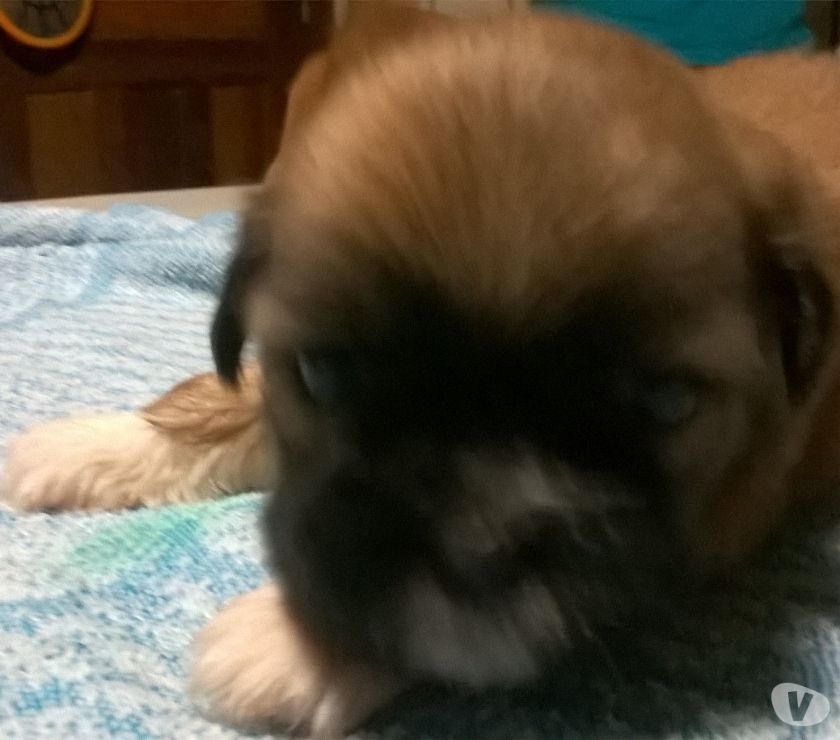 lindos cachorrinhos raza chih tzu