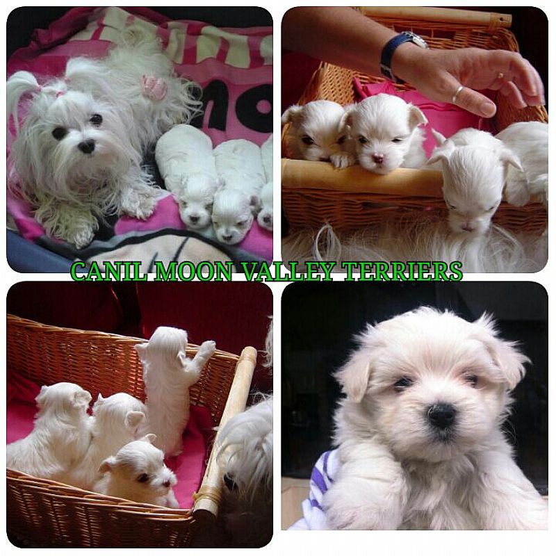 Maltes micros legitimos. pais no local