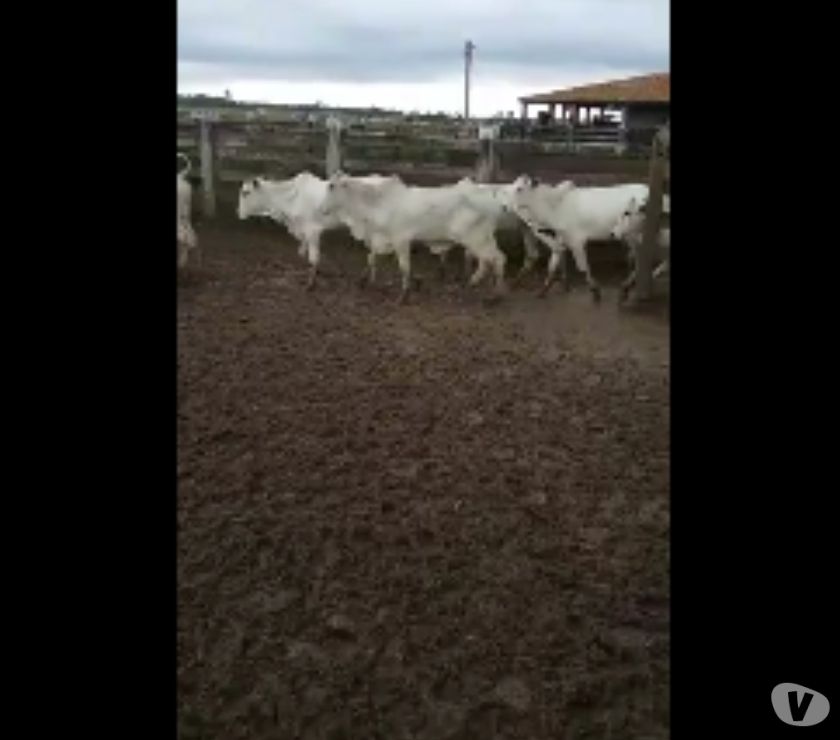 300 Bezerros Nelore de Excelente Qualidade