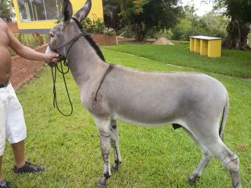 Jumento pega 4 anos parcelado