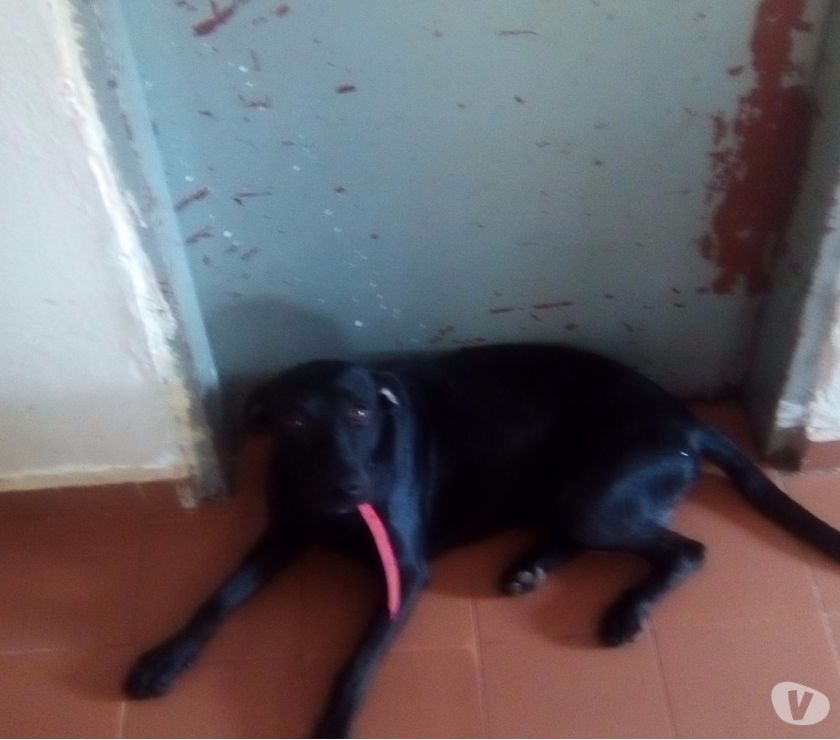 doação de um cachorro a raça labrador