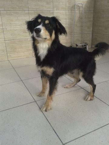 Border Collie Tricolor