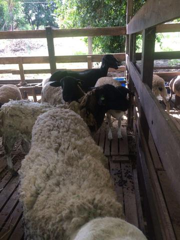 Carneiros ovelhas dorper