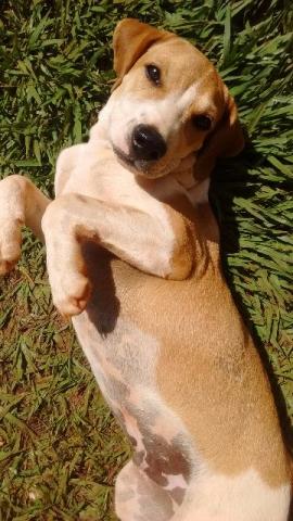 Doa-se gatos e um cachorro