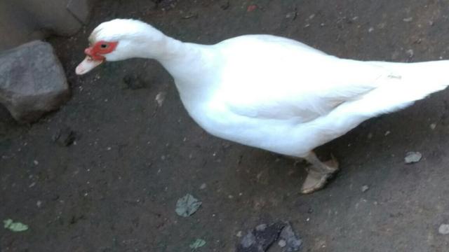 Duas patas + uma galinha