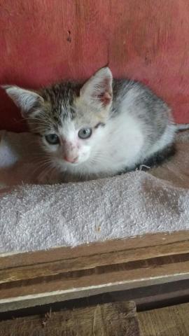 Gato Macho Vermifugado/Vacinado