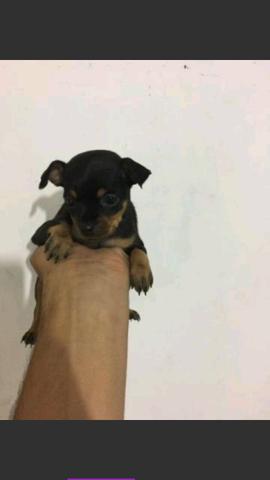 Pincher zero macho com 50 dias vermifugados