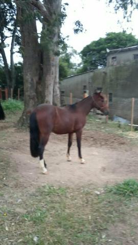 Potro Crioulo com documento