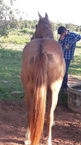 Égua QM máquina na cabeça