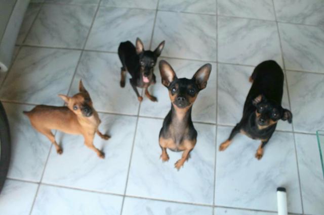 4 pinscher's
