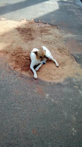 Alguem queira adotar esse cachorro