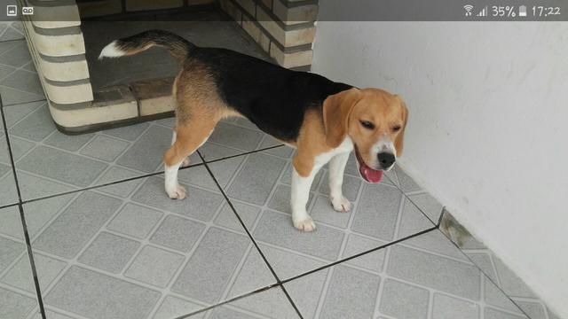 Beagle fêmea/11 meses