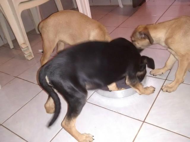 Cachorro de raça grande porte