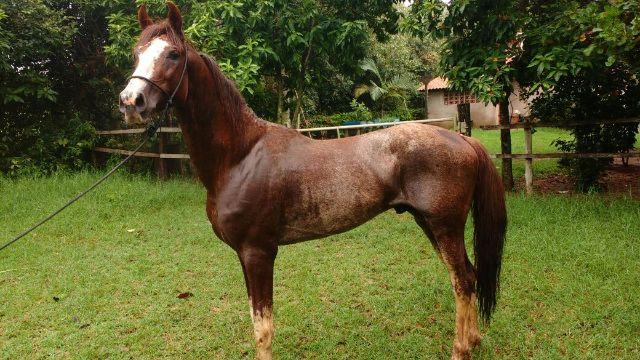 Cavalo Mangalarga Paulista Marchador