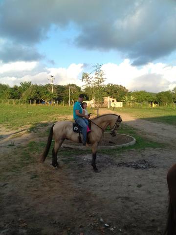 Cavalo baio, mestiço campolina sem registro