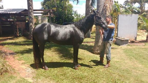 Cavalo quarto de milha po