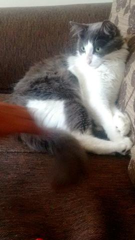 Doa-se sonho de gatinha