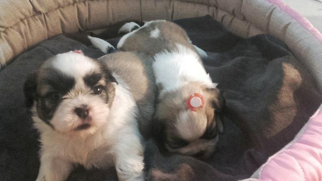 Fêmeas de shitzu
