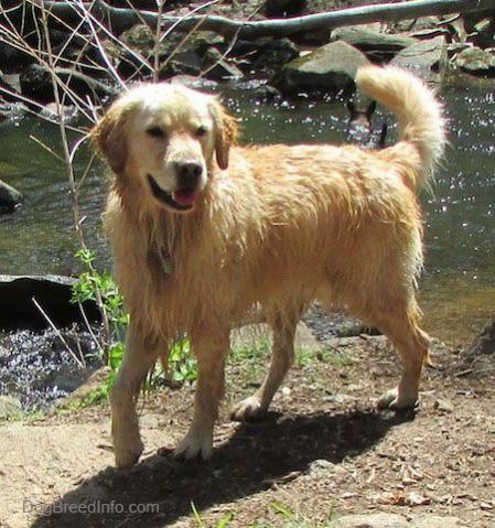 Golden Retriever