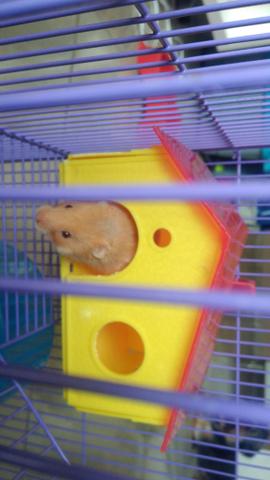 Hamster + gaiola