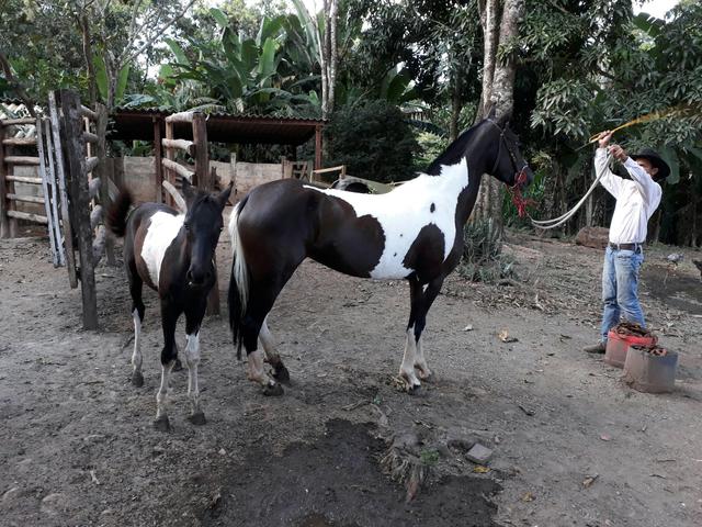 Linda Égua manga larga 4 anos pampa de preto