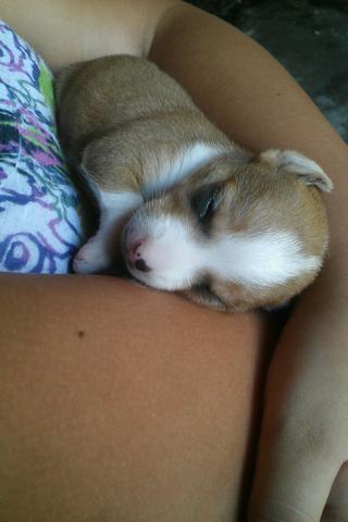 Pinscher numero1 fêmea