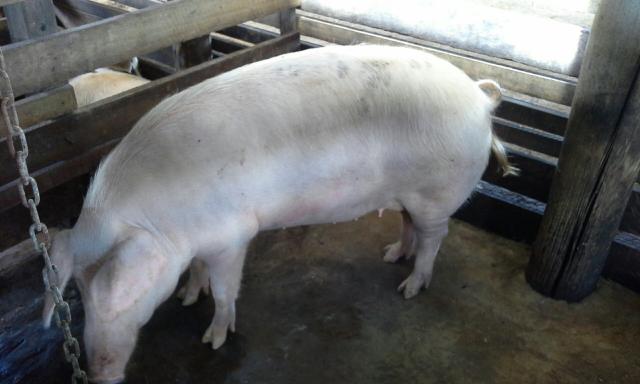 Porca prenha de 12 a 14 Leitões, prestes a criar