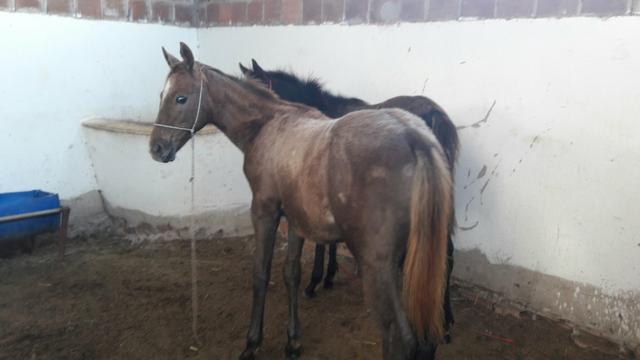 Potro Quarto de Milha Puro com Registro