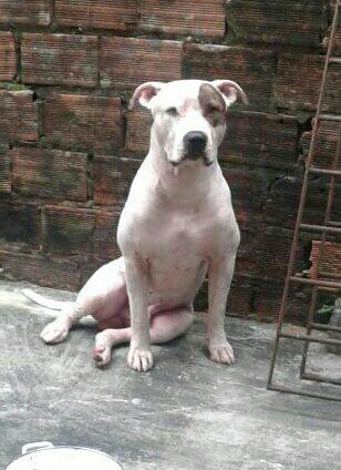 Procurando Uma Fêmea para cruzar