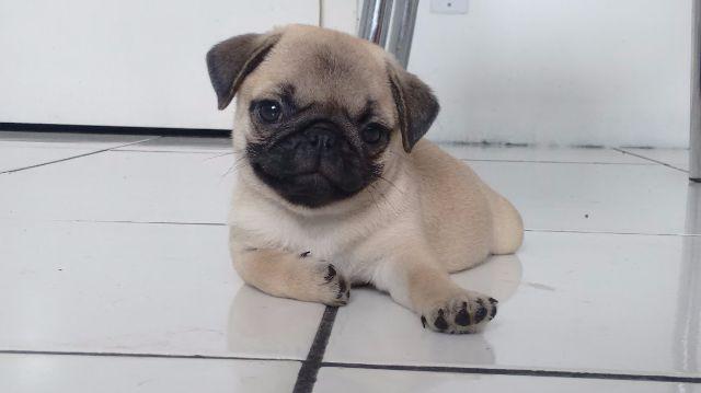 Pug femea valor promocional