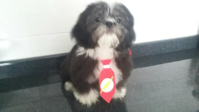 Shihtzu Macho 