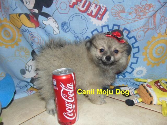 Spitz Alemão Femea 99 dias 03 vacinas pedigree  em 10x