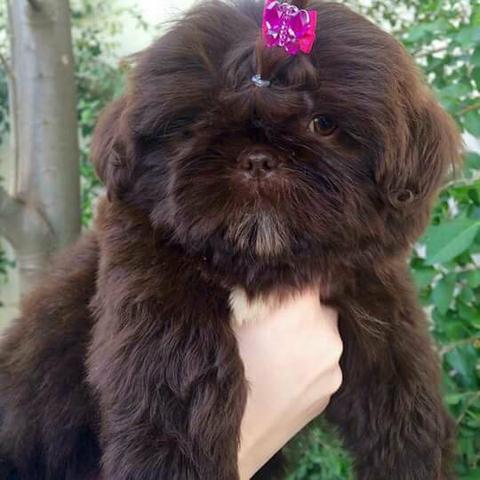 Vd. shitzu chocolates legítimos