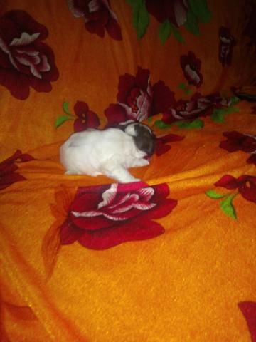 Única feminina da ninhada minizinha com garantia e pedigree