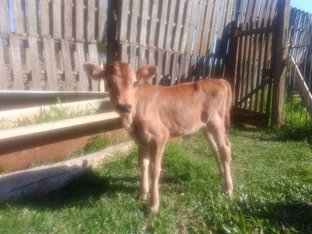 Barbada Bezerra jersey femea leia com atenção