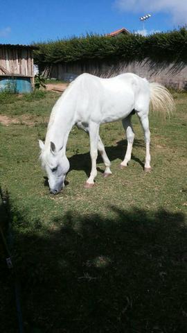 Cavalo manga larga paulista