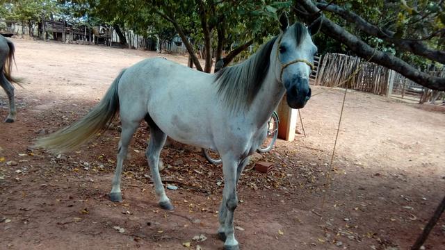 Cavalo marchador